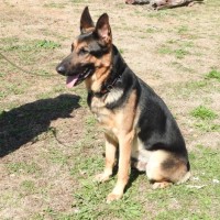 Photo of Maxamillion (Max)