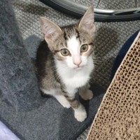 Photo of Poppy