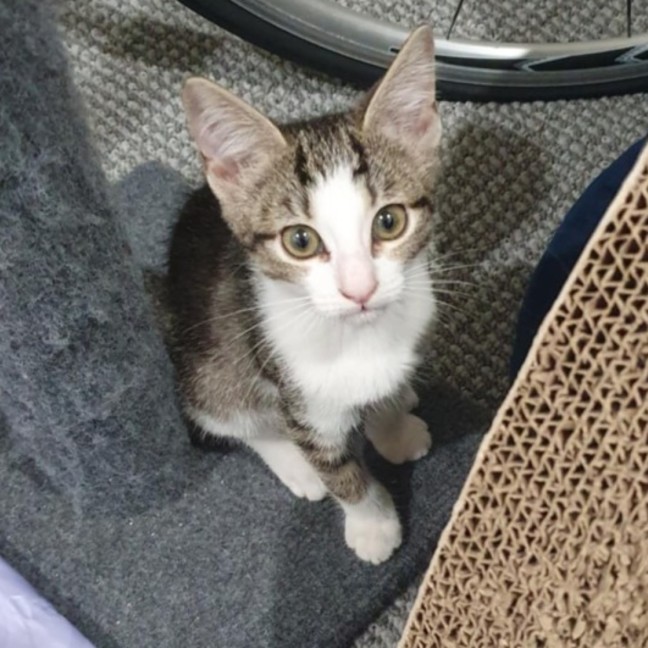 Photo of Poppy