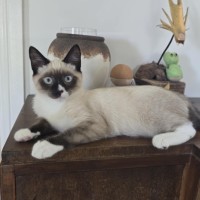 Photo of 🤎 Dash 🤎