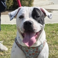 Photo of Dotti