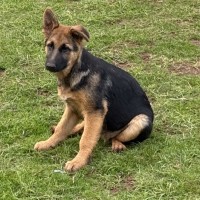 Photo of Alfie