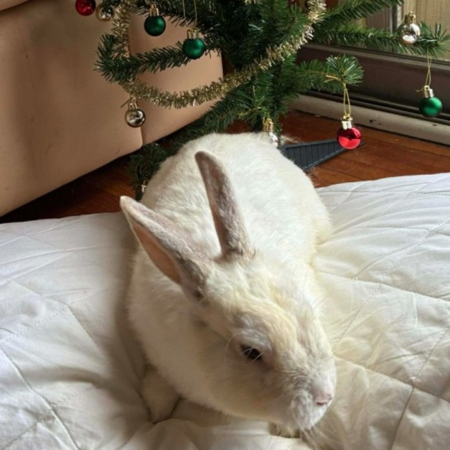 Photo of Juno