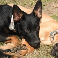 Photo of Xena The Puppy