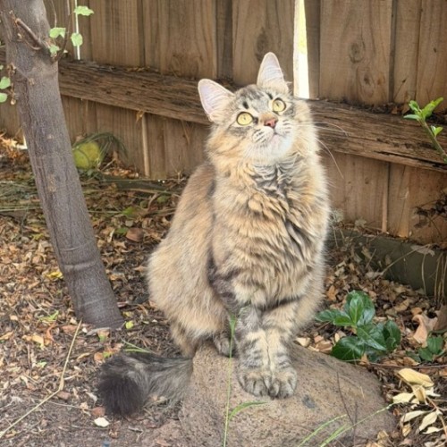 Rajesh - Domestic Medium Hair (DMH) Cat