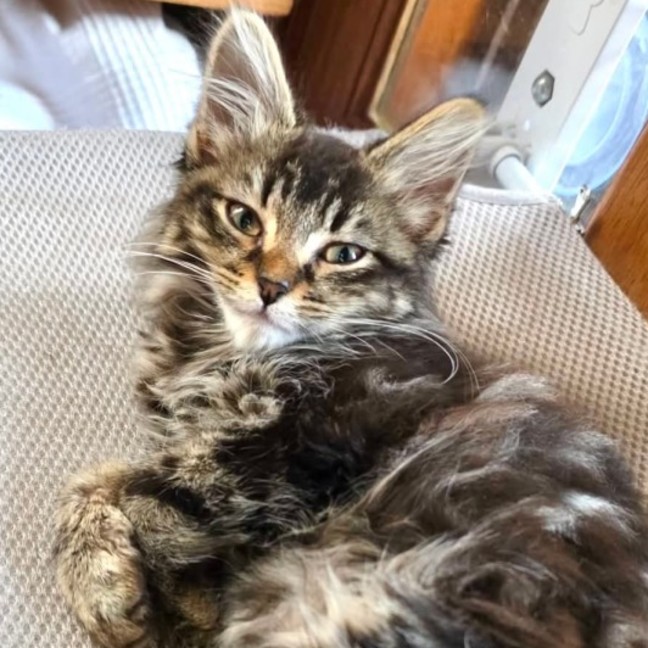 Photo of Clover