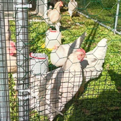 Eight Roosters -  Chicken