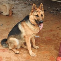 Photo of Odin