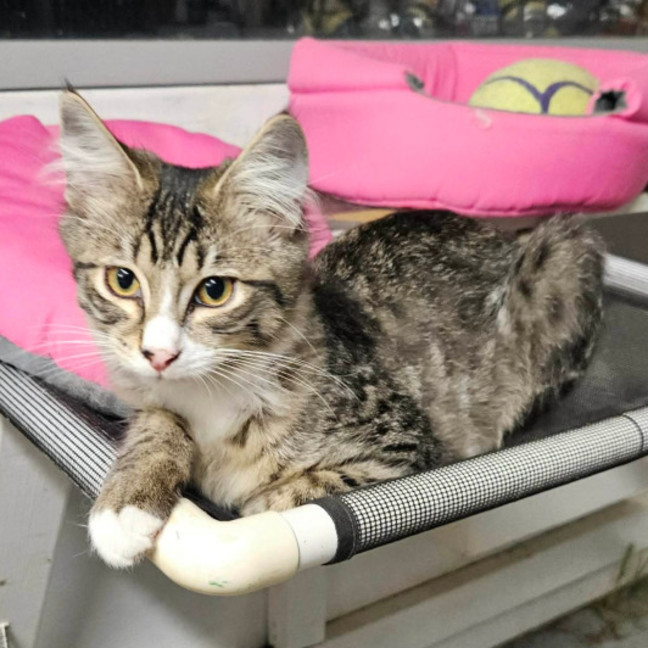 Photo of Benny ** 2nd Chance Cat Rescue **