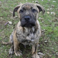 Photo of Rusty