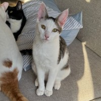 Photo of Dazzle