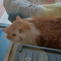 Photo of Merlin