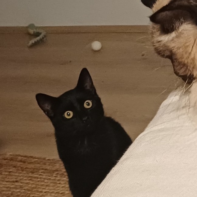 Photo of Raisin