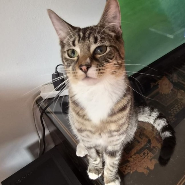 Photo of Nigel Mittens 