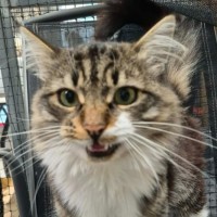Photo of Fluffy ** 2nd Chance Cat Rescue **