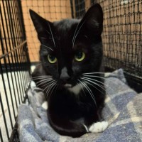 Photo of Cutiepie **2nd Chance Cat Rescue **