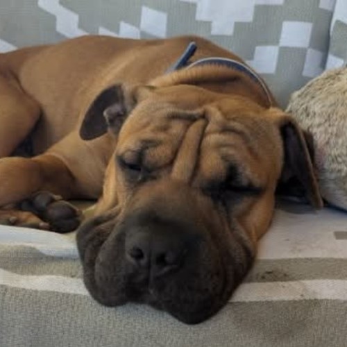 Kayce - Shar Pei Dog