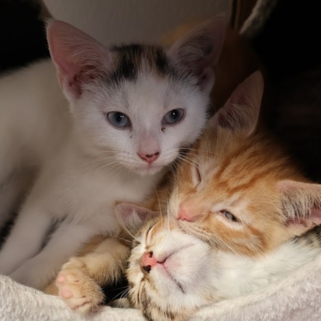 Photo of Moonage Daydream 