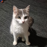 Photo of Patches
