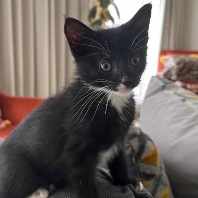 Photo of Mowgli