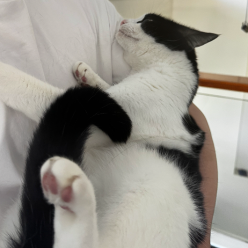 Yoda - Domestic Short Hair (DSH) Cat