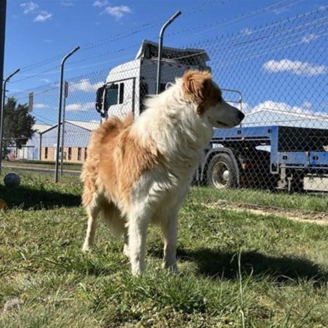 Photo of Scooby