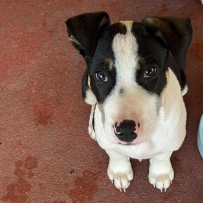Photo of Odie
