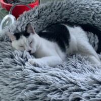 Photo of 👑 Kit 🐾