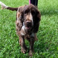 Photo of Cadbury