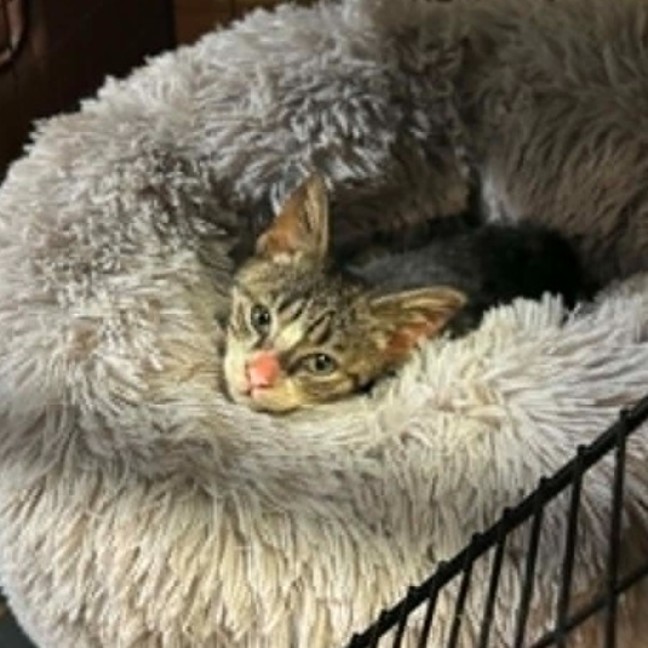 Photo of Henry