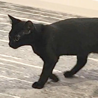 Photo of Hattie
