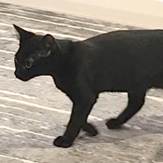 Photo of Hattie