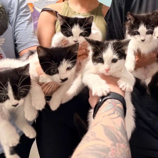 Photo of Bw Litter