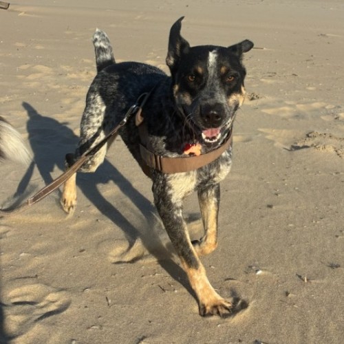Paddy - Australian Stumpy Tail Cattle Dog