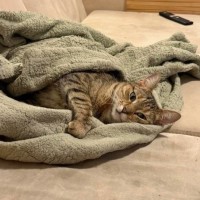 Photo of Amber