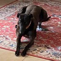 Photo of Jojo, The Greyhound 