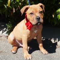 Photo of Scout