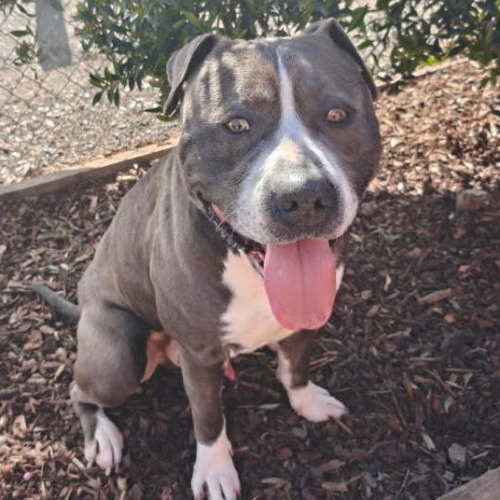 Xirus - American Staffordshire Terrier Dog