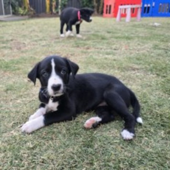 Photo of Ember