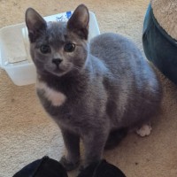 Photo of Schimmerfell ** 2nd Chance Cat Rescue**