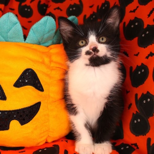Matrix - Domestic Short Hair (DSH) Cat