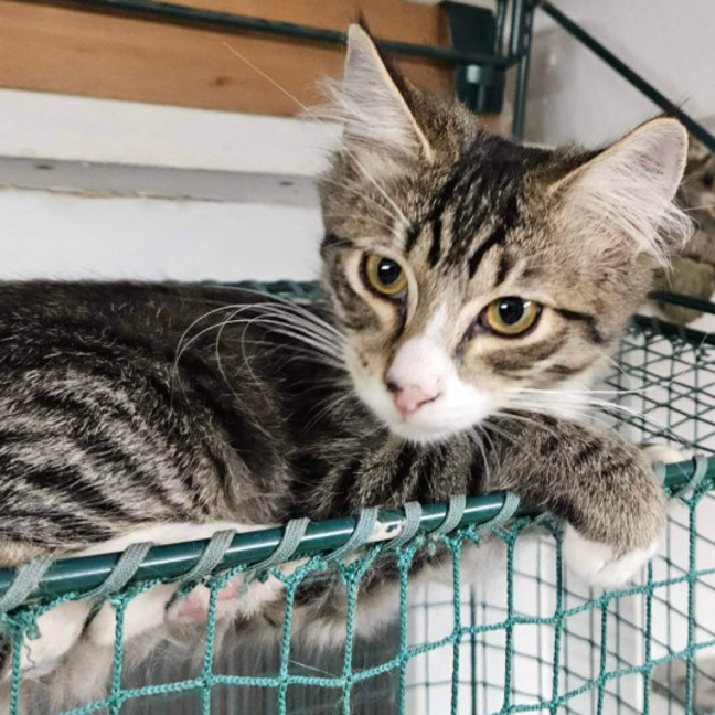 Photo of Benny ** 2nd Chance Cat Rescue **