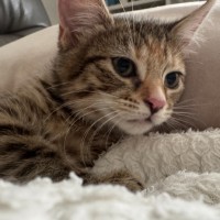 Photo of Oreo