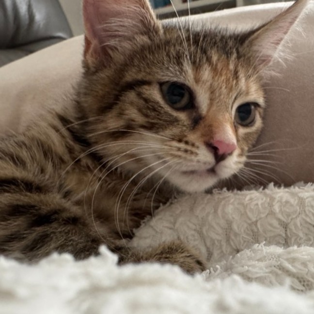 Photo of Oreo