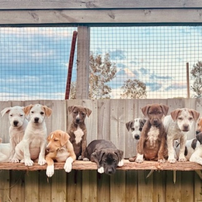 Photo of The Ranges Litter (Part 2)