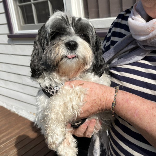 Photo of Abby🌞4yo, Shih Tzu X Maltese(on Trial 12/8/24)