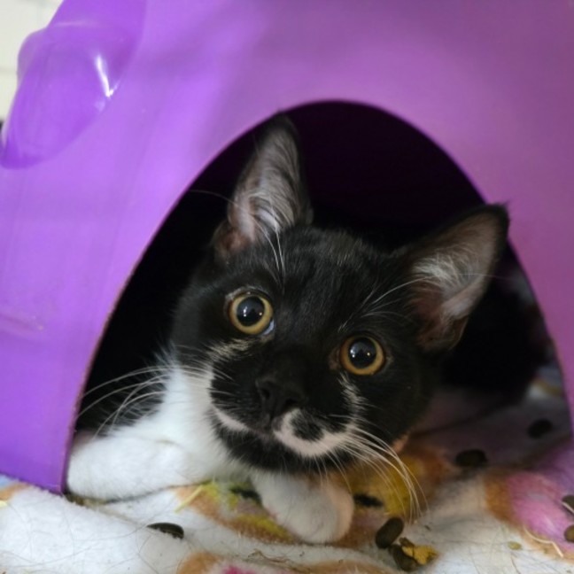 Photo of Alphie (Located In Wantirna South)