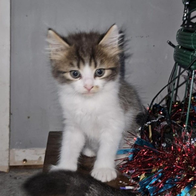 Photo of Femi **2nd Chance Cat Rescue**