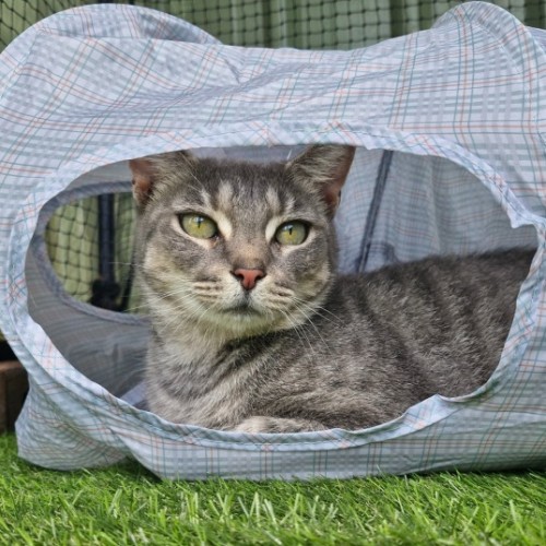 Sarabi - Domestic Short Hair (DSH) Cat