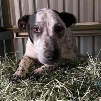 Photo of Casper (Bessie's Puppy)